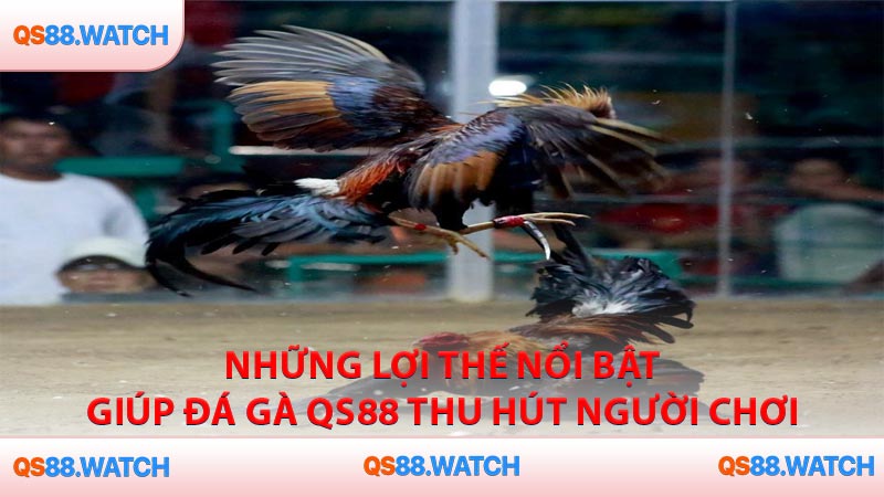 Những lợi thế nổi bật giúp đá gà QS88 thu hút người chơi