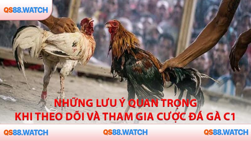 Những lưu ý quan trọng khi theo dõi và tham gia cược đá gà C1