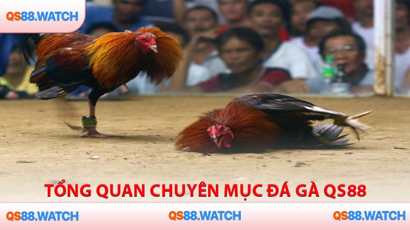Tổng quan chuyên mục đá gà QS88